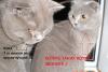 Превью Котята  "Кот скоттиш страйт, вязка" Санкт-Петербург - 1