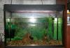 Продаю аквариум 80 литров превью 1518844 Продаю аквариум 80 литров превью 1518844.