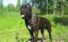 Продаются щенки Итальянского Кане Корсо превью 1519506.