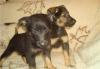 Отдам метиса среднего пинчера,1.5 мес превью 1519757.