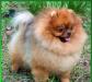Продаю карликовых шпицев превью 1521058.