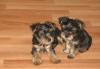 Щенки йоркширского терьера превью 1521208.