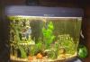 Аквариум60л со всем необходимым+декорации и тд превью 1521431 Аквариум60л со всем необходимым+декорации и тд превью 1521431.