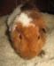 Превью Морская свинка тедди мальчик Москва - 1