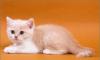 Британские котята для Вас превью 1522568.