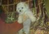 Щенки Мальтезе превью 1520357.