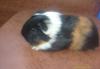 Превью Длинношостные свинки малыши Санкт-Петербург - 4