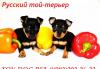 Превью Русский Той-Терьер - отличные  щенки Москва - 2