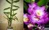 Дендробиум (орхидея) превью 1523755 Дендробиум (орхидея) превью 1523755.