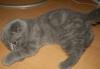 Котенок Scottish fold превью 1523802.