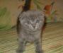 Превью Котенок Scottish fold Санкт-Петербург - 1