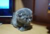Превью Котенок Scottish fold Санкт-Петербург - 2