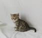 Превью Золотые и серебристые окрасы Магнитогорск - 4