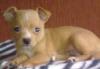 Продам щенка чихуахуа 22000руб превью 1520467.