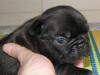 Щенки французского бульдога разного окраса превью 1525004.