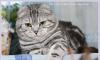 Шотландский вислоухий кот - Продается превью 1525025.