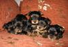 Превью Красивые щенки йоркширского терьера  ,вязки Москва - 1