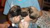 Превью Осталась одна девочка пекинес Екатеринбург - 1