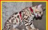 Бенгальские котята превью 1525853.