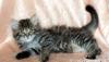 Превью Сибирские котята Тюмень - 2
