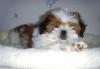 Ши-тцу щенков продаю превью 1526070.