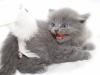 Котенок девочка 1,5 месяца, Пуша превью 1526719.