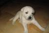 Девочка, метис лабрадора, 3 месяца превью 1526999.