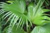 Пальма веерная превью 1527612 Пальма веерная превью 1527612.