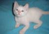 Тайский котик,(старосиамский)  не дорого превью 1527880.