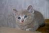 Превью Котята скоттиш-фолд и страйт Санкт-Петербург - 4