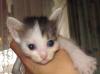 Превью Маленькие котята, 1 месяц Уфа - 1