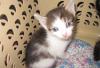 Превью Маленькие котята, 1 месяц Уфа - 2