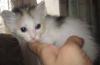 Превью Маленькие котята, 1 месяц Уфа - 3