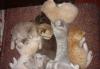 Распродажа котят из питомника превью 1528912.