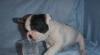Превью Французики Москва - 4