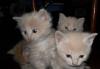 Котята в добрые руки превью 1520911.
