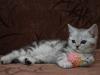 Превью Шотландские  прямоухие котята медвежьего типа Москва - 2