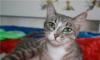 Ищет хозяина кошечка Ириска превью 1529359.