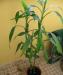 Драцена Деремская 95 см превью 1529580 Драцена Деремская 95 см превью 1529580.