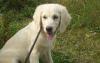 Золотистый ретривер красивые щенки превью 1529698.