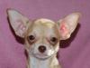 Щенки чихуахуа,девочка рыже-шоколадная 4 мес превью 1529811.