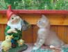 Превью Котик скоттиш страйт Москва - 2