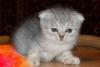 Превью Котик шотландский вислоухий плюшка- вискас Москва - 2
