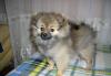 Шпиц померанский рыжий щенок превью 1531121.