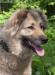 Кавказская овчарка в дар. Добрая, ласковая превью 1532347.