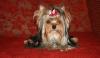 Йоркширский терьер превью 1532649.