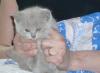 Голубые британские котята клубные превью 1533113.