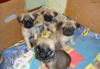 Продам щенков мопса превью 1533737.