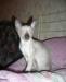 Продаются котята корниш-рекс превью 1533780.