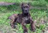 Щенки Кане Корсо черного и тигрового окраса превью 1530482.